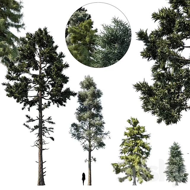 coniferous tree set 1 3D Model