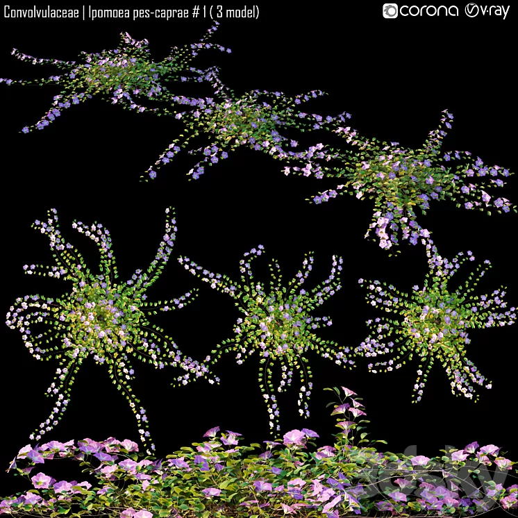 Convolvulaceae | Ipomoea pes-caprae # 1 (3 model) 3D Model