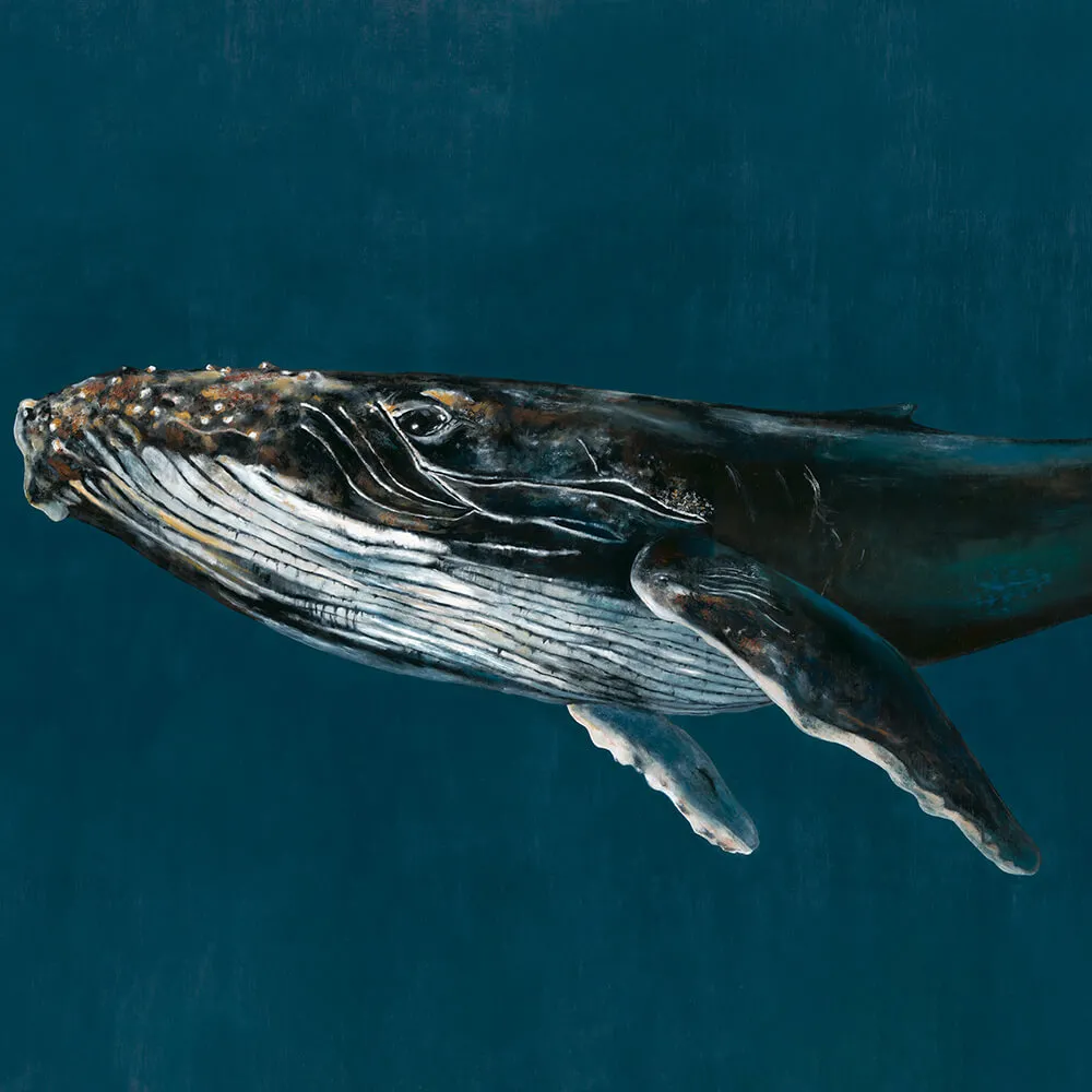 Coordonné – Wallpaper Humpback 3D Model Coordonné – Wallpaper Humpback 3D Model
