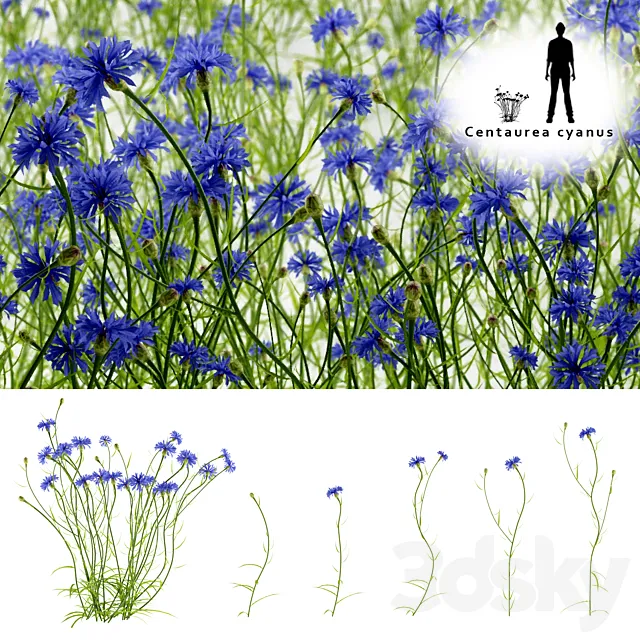 Cornflower blue flower | Centaurea cyanus 3DModel Cornflower blue flower | Centaurea cyanus 3DModel
