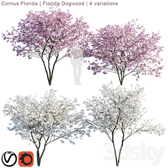 Cornus florida | Florida Dogwood | 4 variations 3D Model Cornus florida | Florida Dogwood | 4 variations 3D Model