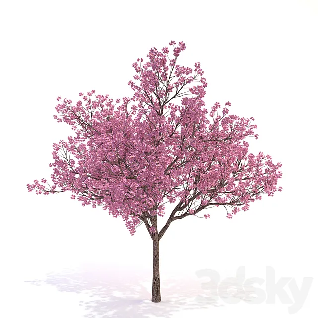 Cornus_florida_03 3D Model Cornus_florida_03 3D Model