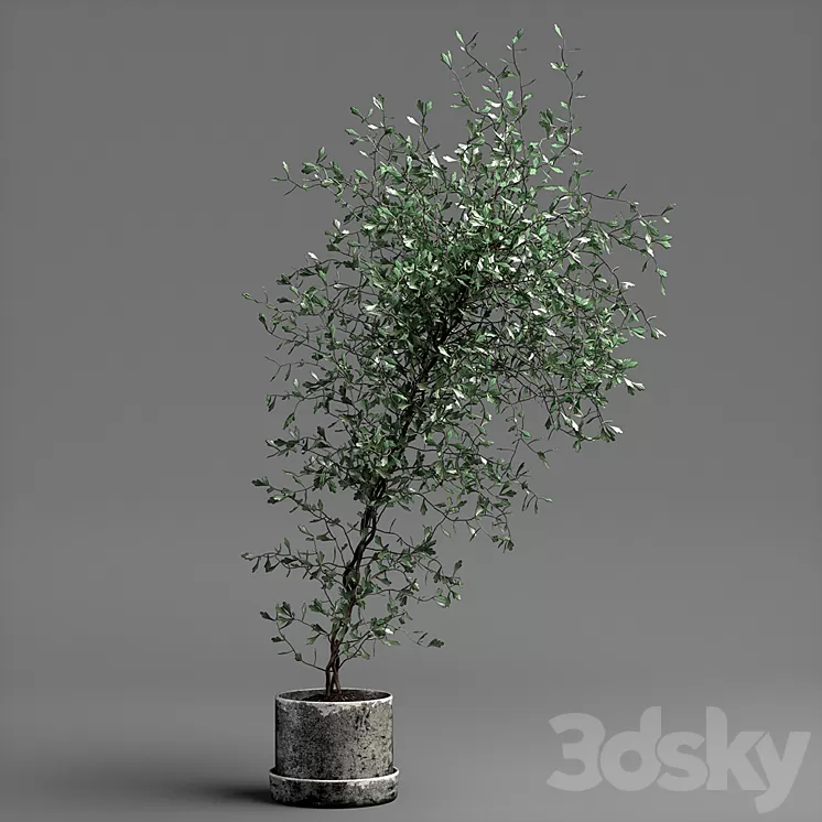 corocia plant 3D Model