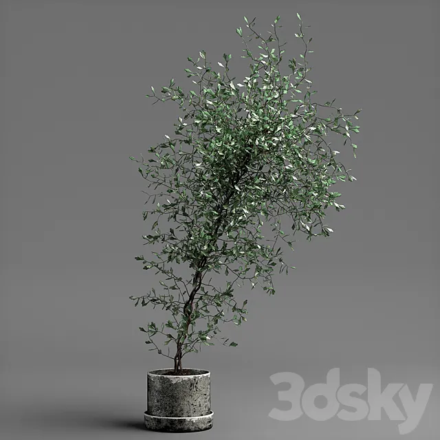 corocia plant 3D Model corocia plant 3D Model