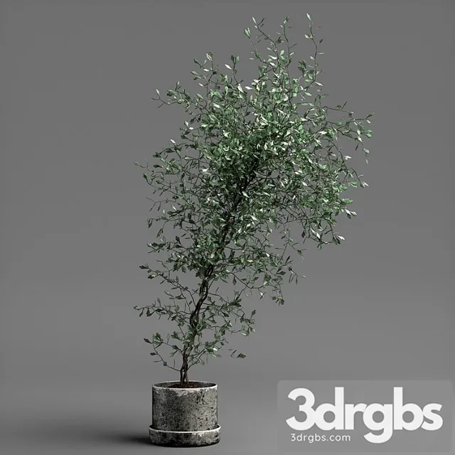 Corocia plant Corocia plant