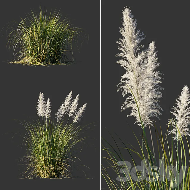 Cortaderia dioecious _ Cortaderia selloana 3D Model Cortaderia dioecious _ Cortaderia selloana 3D Model