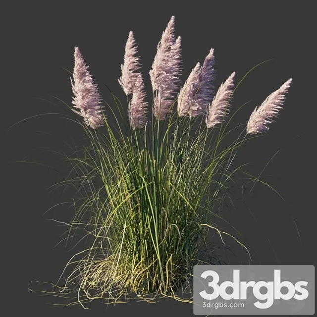 cortaderia selloana rosea cortaderia selloana rosea