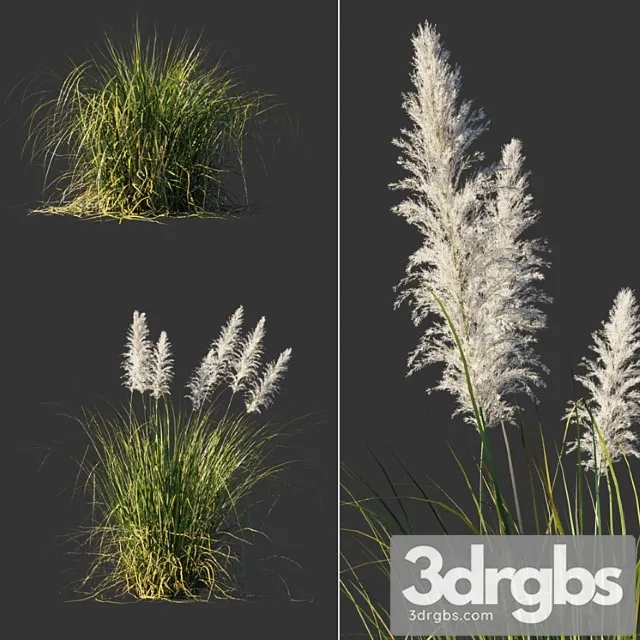 cortaderia selloana cortaderia selloana