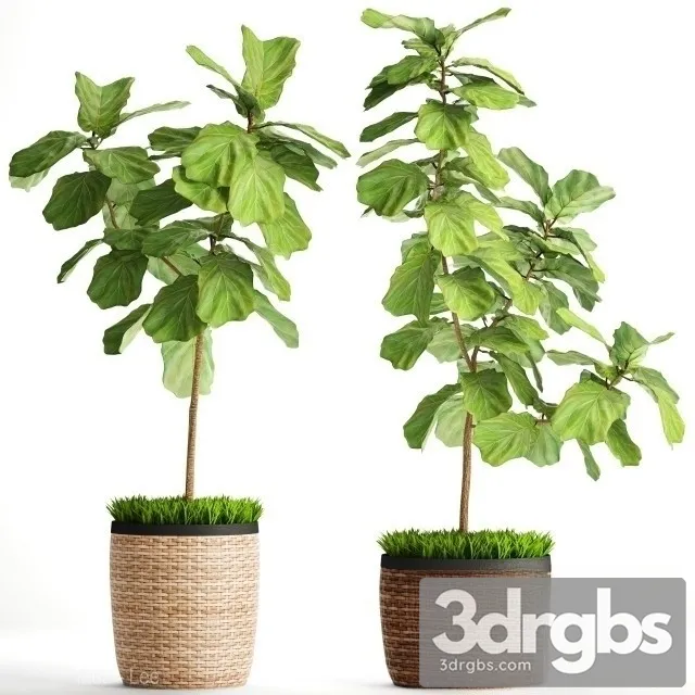 Costa Farms Fiddle Leaf Fig Tree 3D Model Download