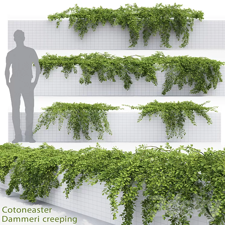 Cotoneaster 3D Model