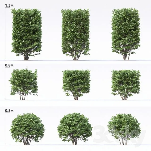 Cotoneaster 3D Model Cotoneaster 3D Model
