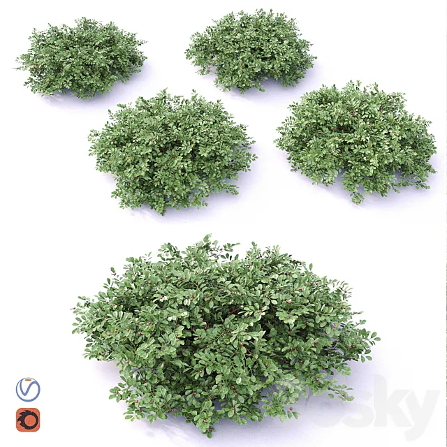 Cotoneaster 3D Model