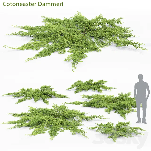 Cotoneaster Dammeri # 2 3D Model