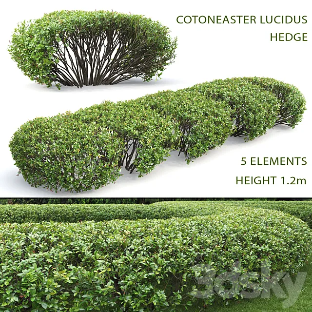 Cotoneaster lucidus hedge # 1 3D Model