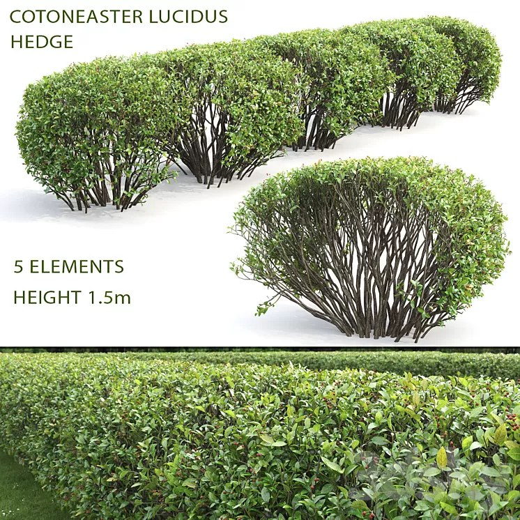 Cotoneaster lucidus hedge #2 3D Model Cotoneaster lucidus hedge #2 3D Model