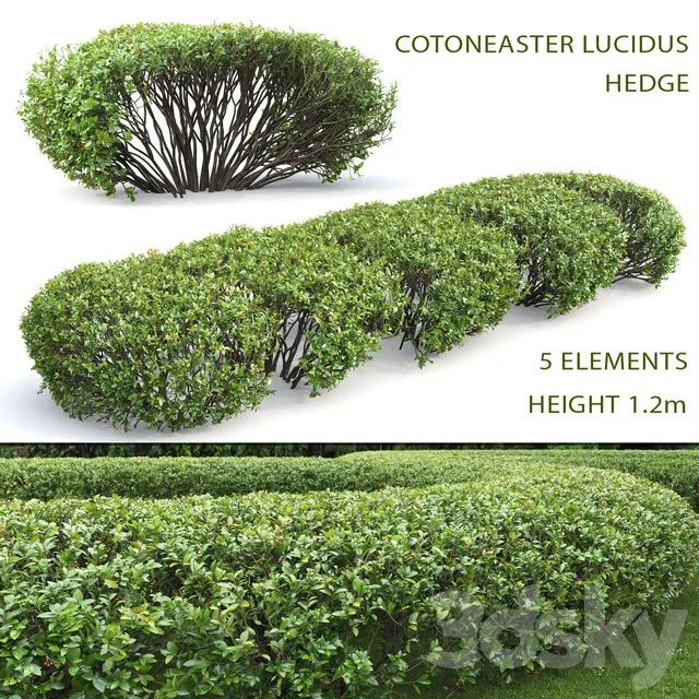 Cotoneaster Lucidus Hedge 3D Model Download