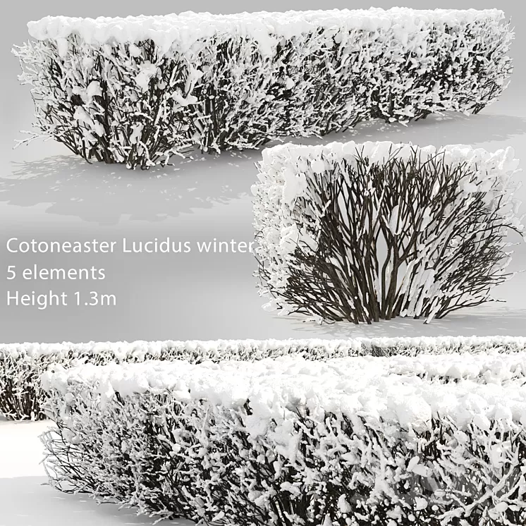 Cotoneaster lucidus. Winter hedge # 3 3D Model