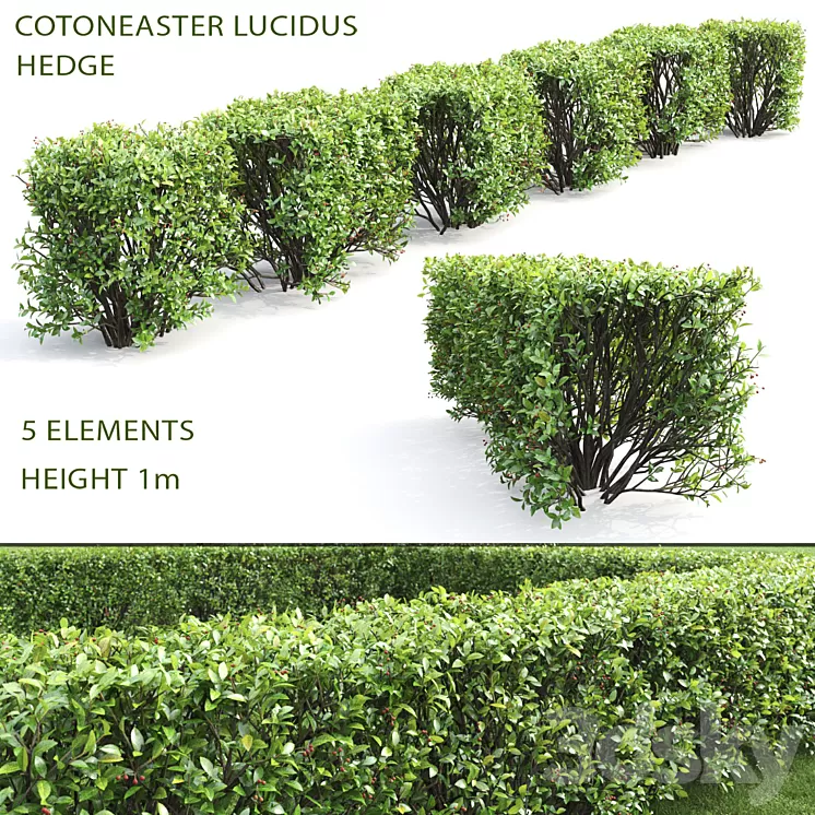 Cotoneaster shiny hedge # 4 3D Model Cotoneaster shiny hedge # 4 3D Model