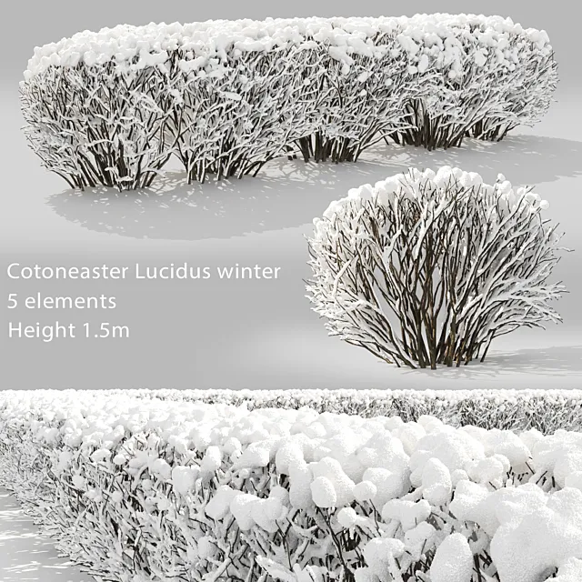 Cotoneaster winter 3D Model