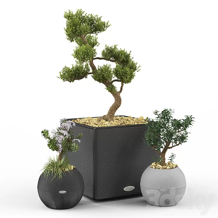 Crassula set (Money Tree) 3D Model Crassula set (Money Tree) 3D Model