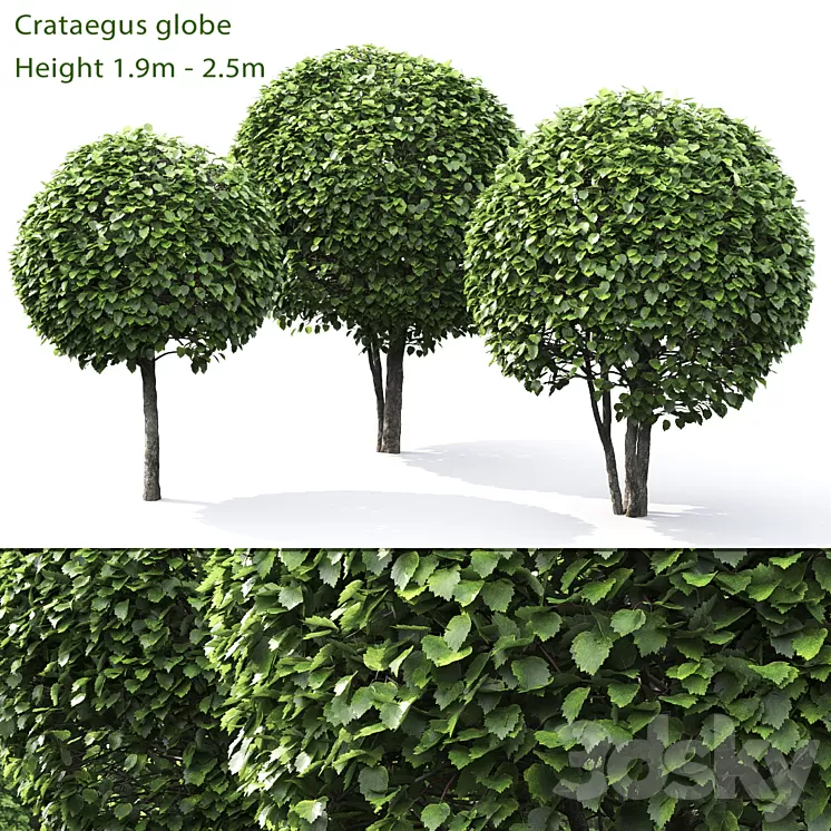 Crataegus globe # 1 3D Model