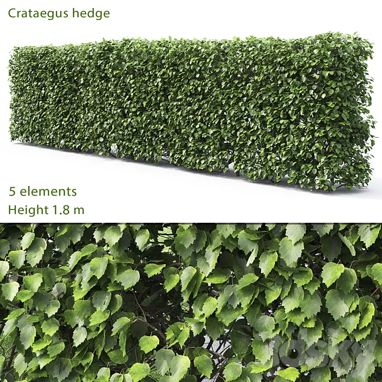 Crataegus hedge # 2 (1.8m) 3D Model Crataegus hedge # 2 (1.8m) 3D Model