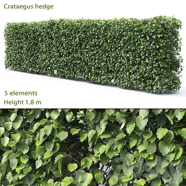 Crataegus hedge # 2 (1.8m) 3DModel