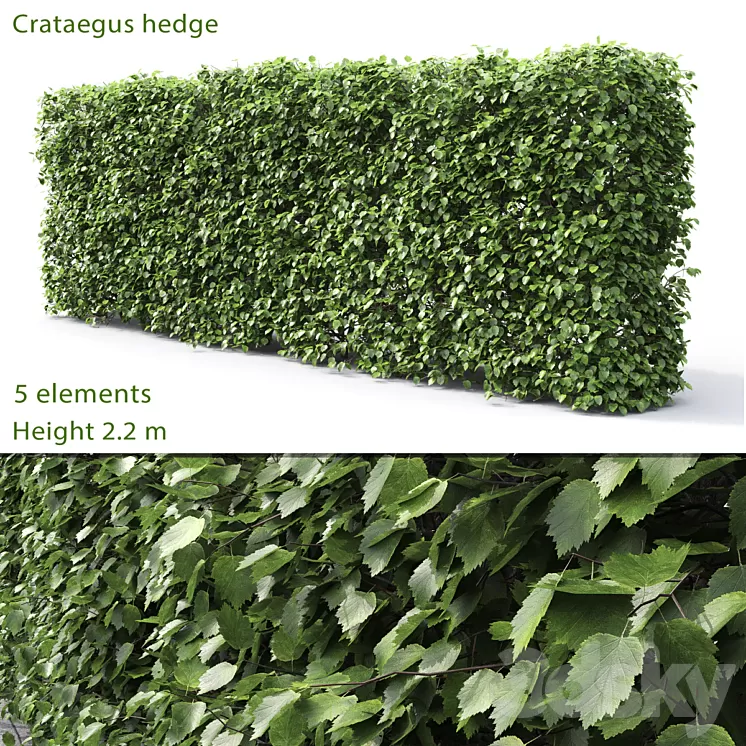 Crataegus hedge (2.2m) 3D Model Crataegus hedge (2.2m) 3D Model