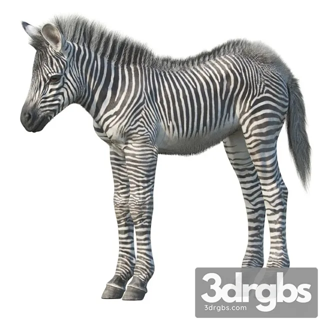 Creature Baby zebra 3D Model Download