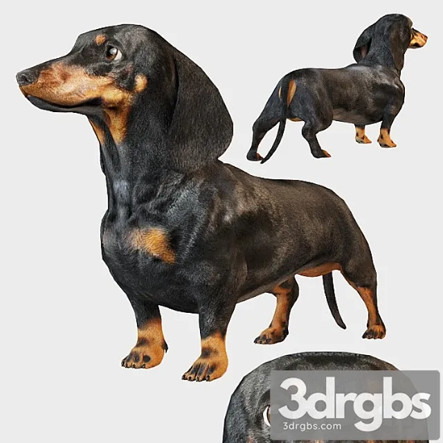 Creature Black dachshund 3D Model Download