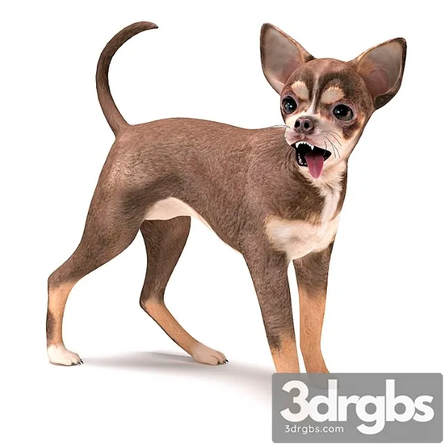 Creature Brown chihuahua 3D Model Download