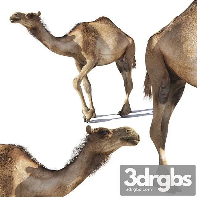 Creature Camel 3D Model Download