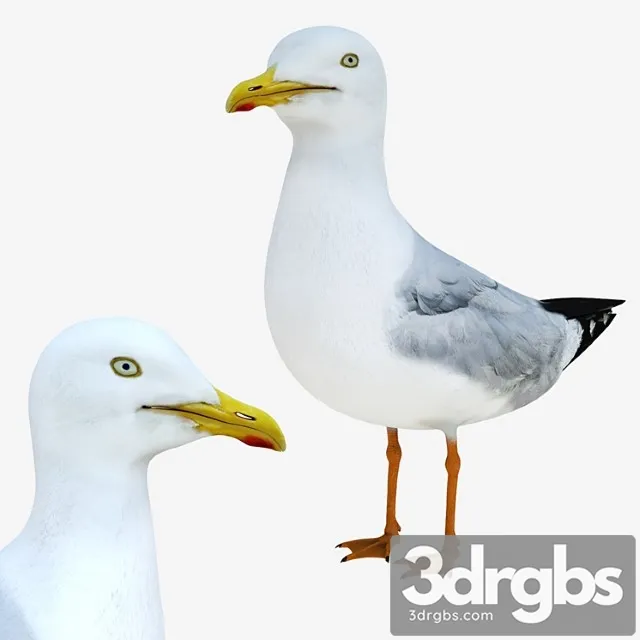 Creature Gull 3D Model Download