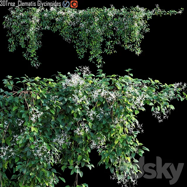 Creeper – Clematis Glycinoides 01 3D Model Creeper – Clematis Glycinoides 01 3D Model