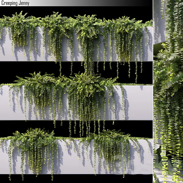Creeping jenny 3DModel Creeping jenny 3DModel
