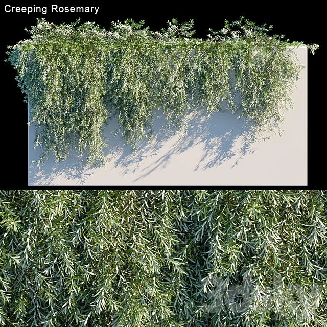 Creeping Rosemary 3DModel Creeping Rosemary 3DModel