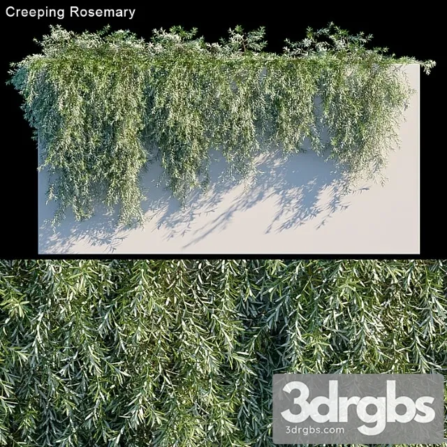 Creeping rosemary Creeping rosemary