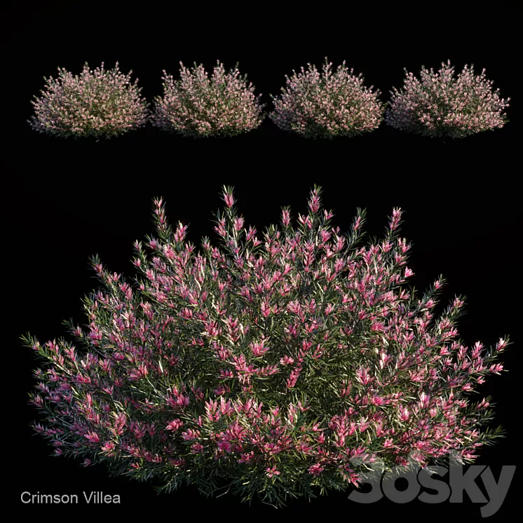 Crimson villea 3D Model Crimson villea 3D Model