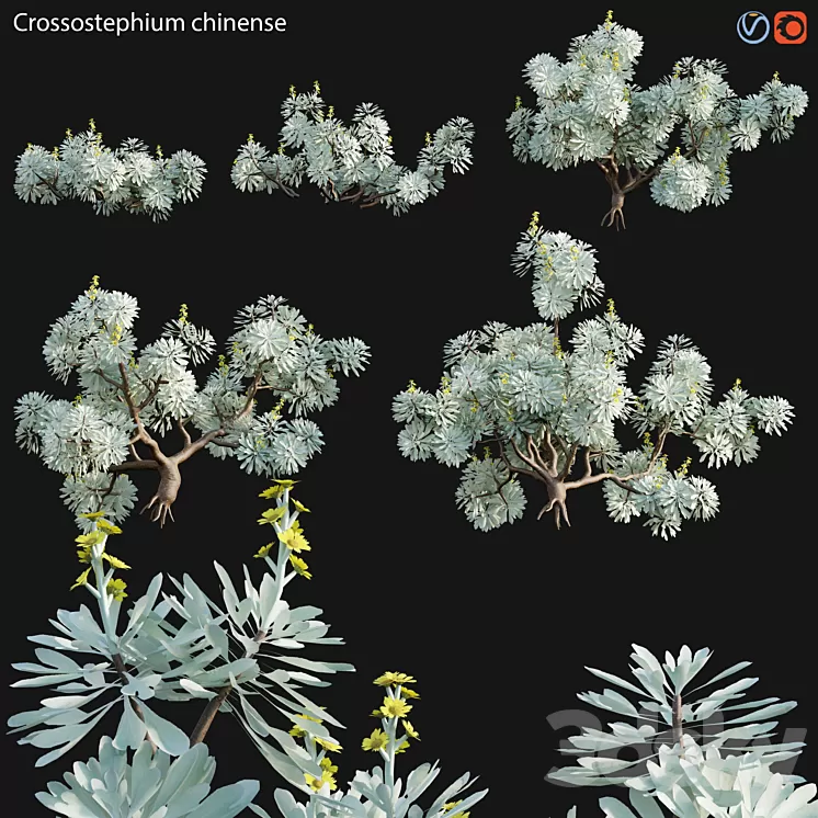 Crossostephium chinense – graphalium spp 3D Model Free Download