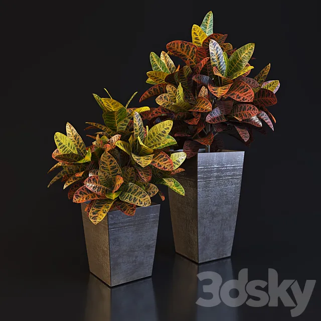 Croton 3D Model Croton 3D Model
