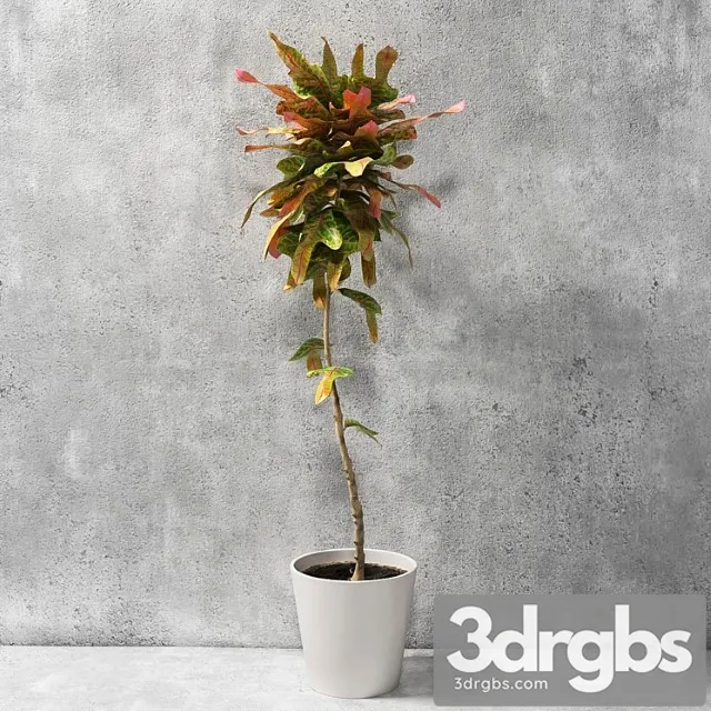Croton Plant 1 3D Model Download