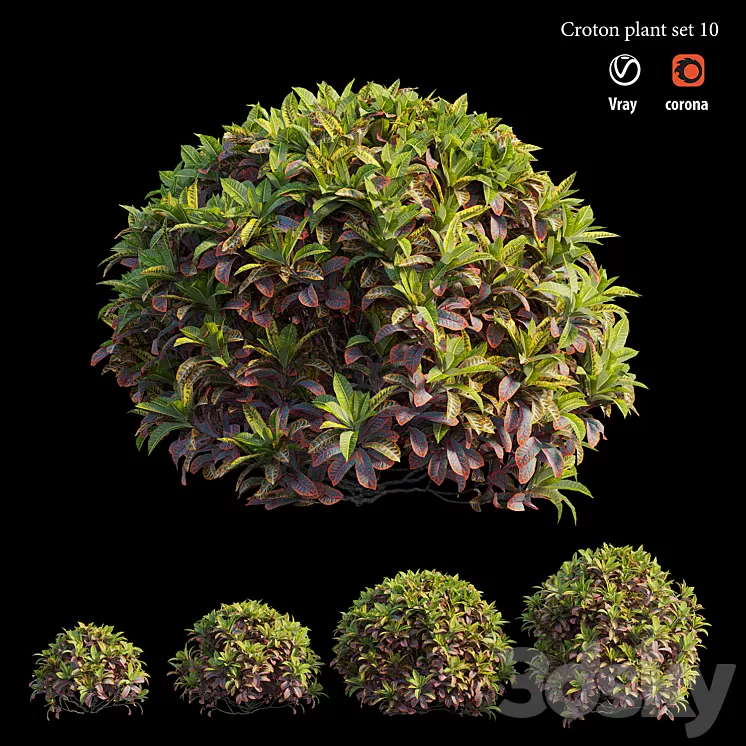 Croton plant set 10 3D Model