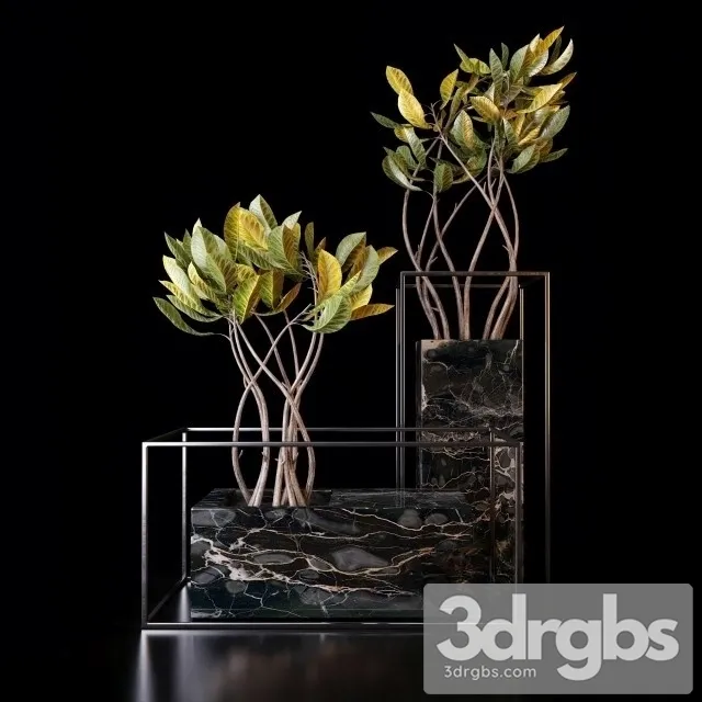 Croton Trees 3D Model Download Croton Trees 3D Model Download