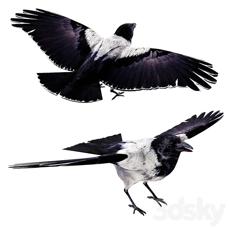 Crow 3D Model Free Download
