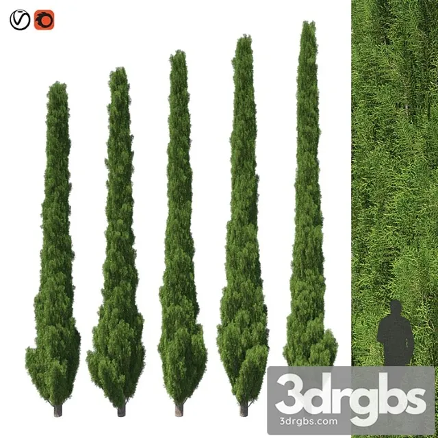 Cupressus 5-6m