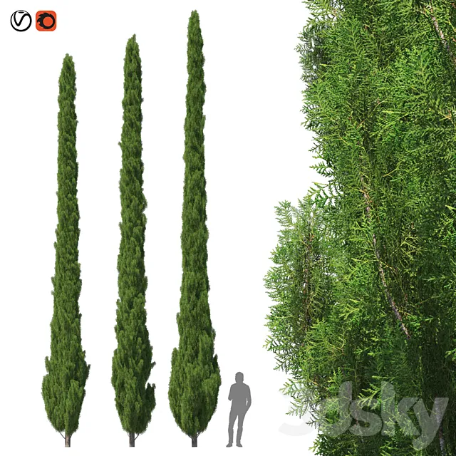 Cupressus 9-10m 3DModel