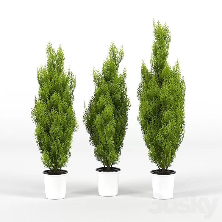 Cupressus wilma 3D Model