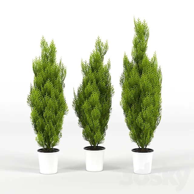 Cupressus wilma 3DModel Cupressus wilma 3DModel