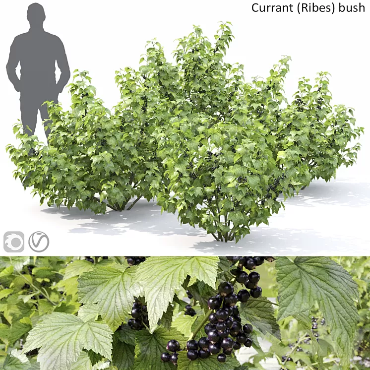 Currant bush 3D Model Free Download Currant bush 3D Model Free Download