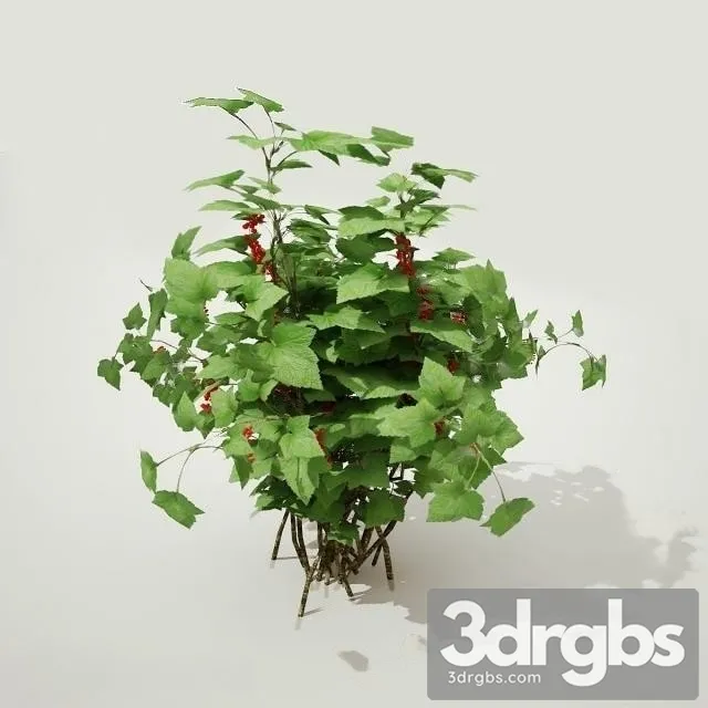 Currant Plant 3D Model Download Currant Plant 3D Model Download